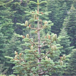 Abies equi troiani